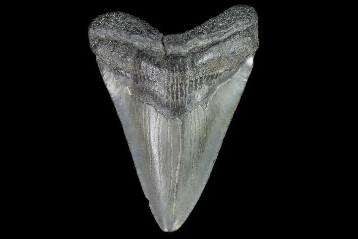 Juvenile Megalodon Tooth - Georgia #99140